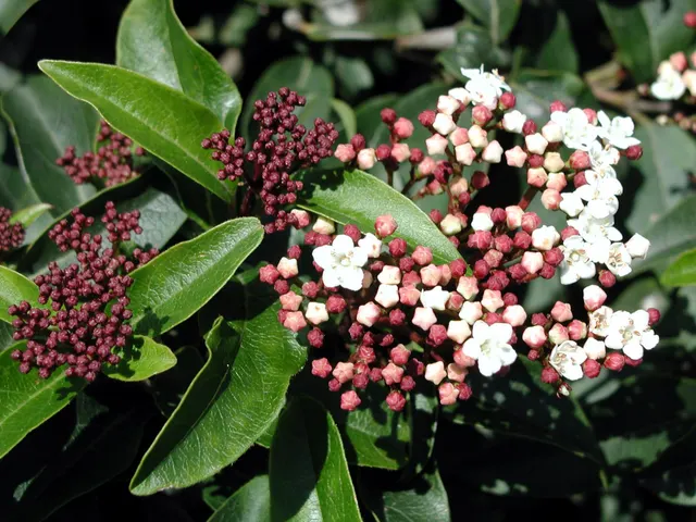 Viburnum tinus — katalog fotoğrafı