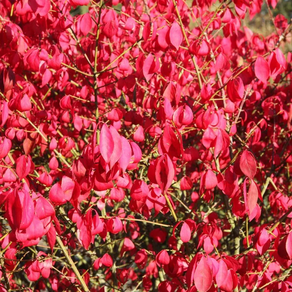 Euonymus alatus — katalog fotoğrafı
