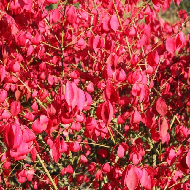 Euonymus alatus — katalog fotoğrafı