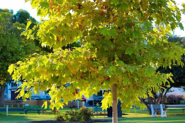 Platanus occidentalis — katalog fotoğrafı