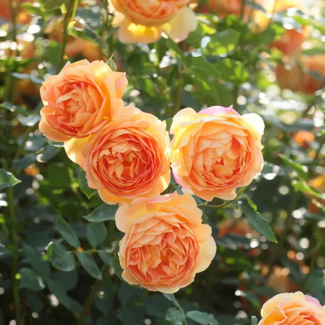 lady of shalott® — katalog fotoğrafı