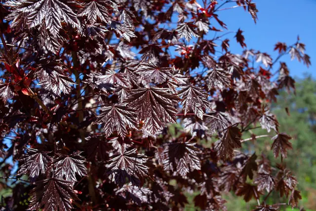 Acer platanoides ‘Royal Red’ — katalog fotoğrafı