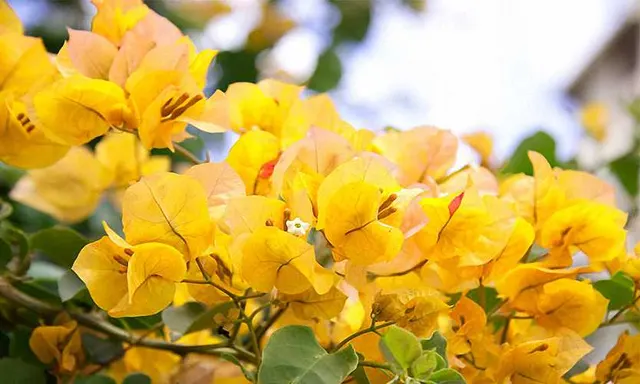 Bougainvillea × buttiana ‘California Gold’ — katalog fotoğrafı