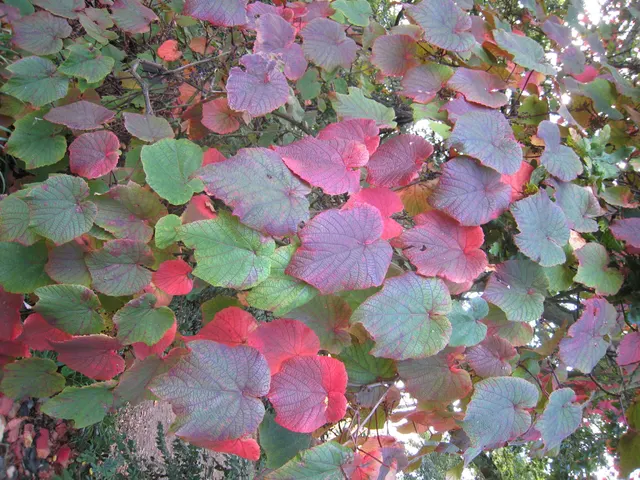Vitis coignetiae — katalog fotoğrafı