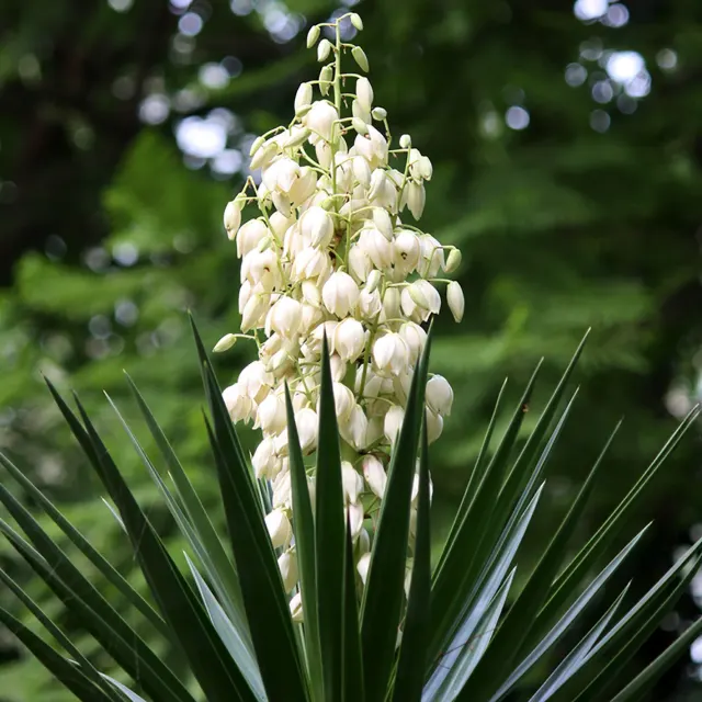 Yucca filamentosa — katalog fotoğrafı