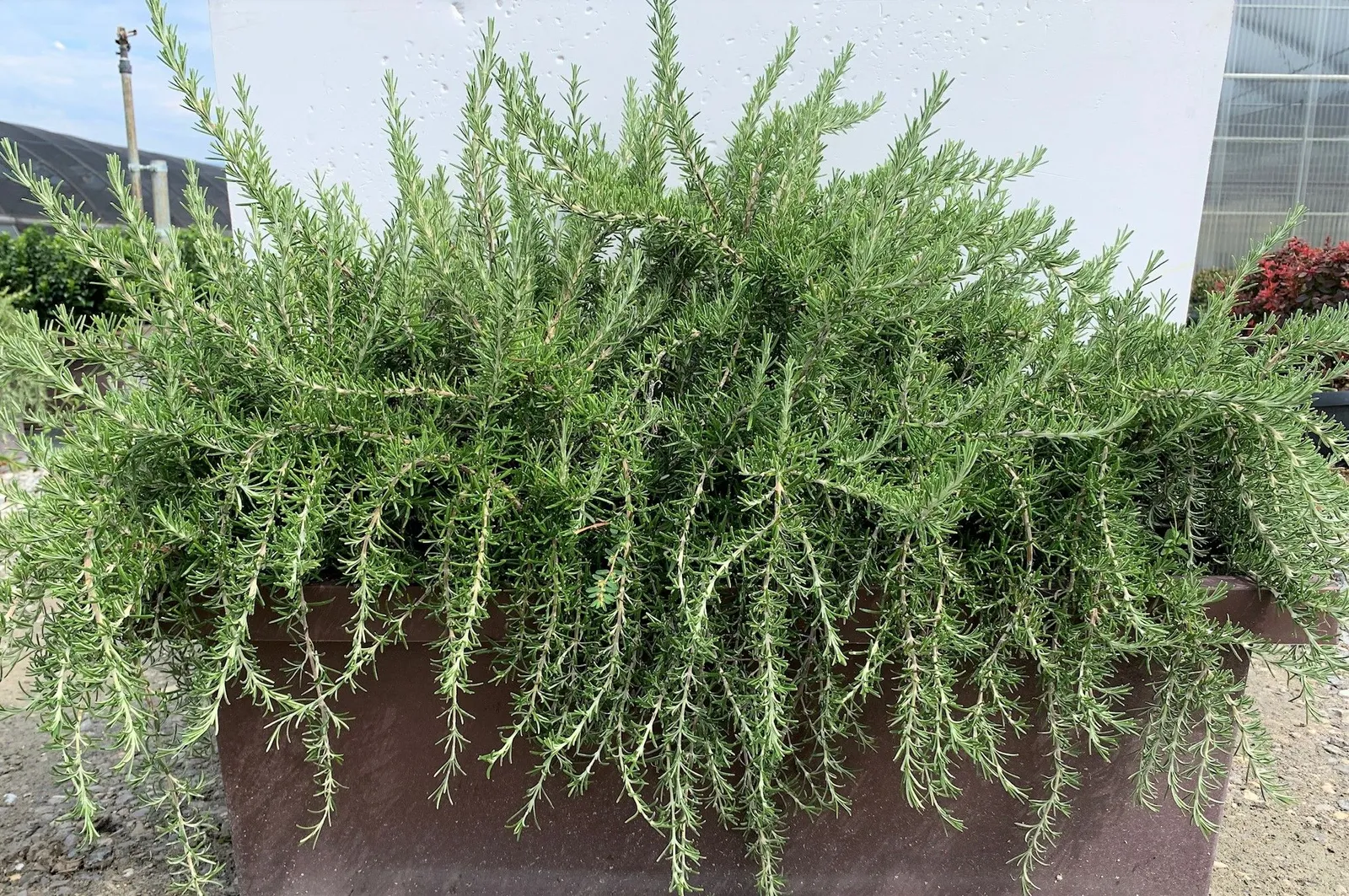 Rosmarinus officinalis ‘Prostratus’ — katalog fotoğrafı