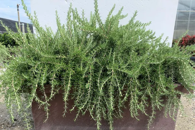Rosmarinus officinalis ‘Prostratus’ — katalog fotoğrafı