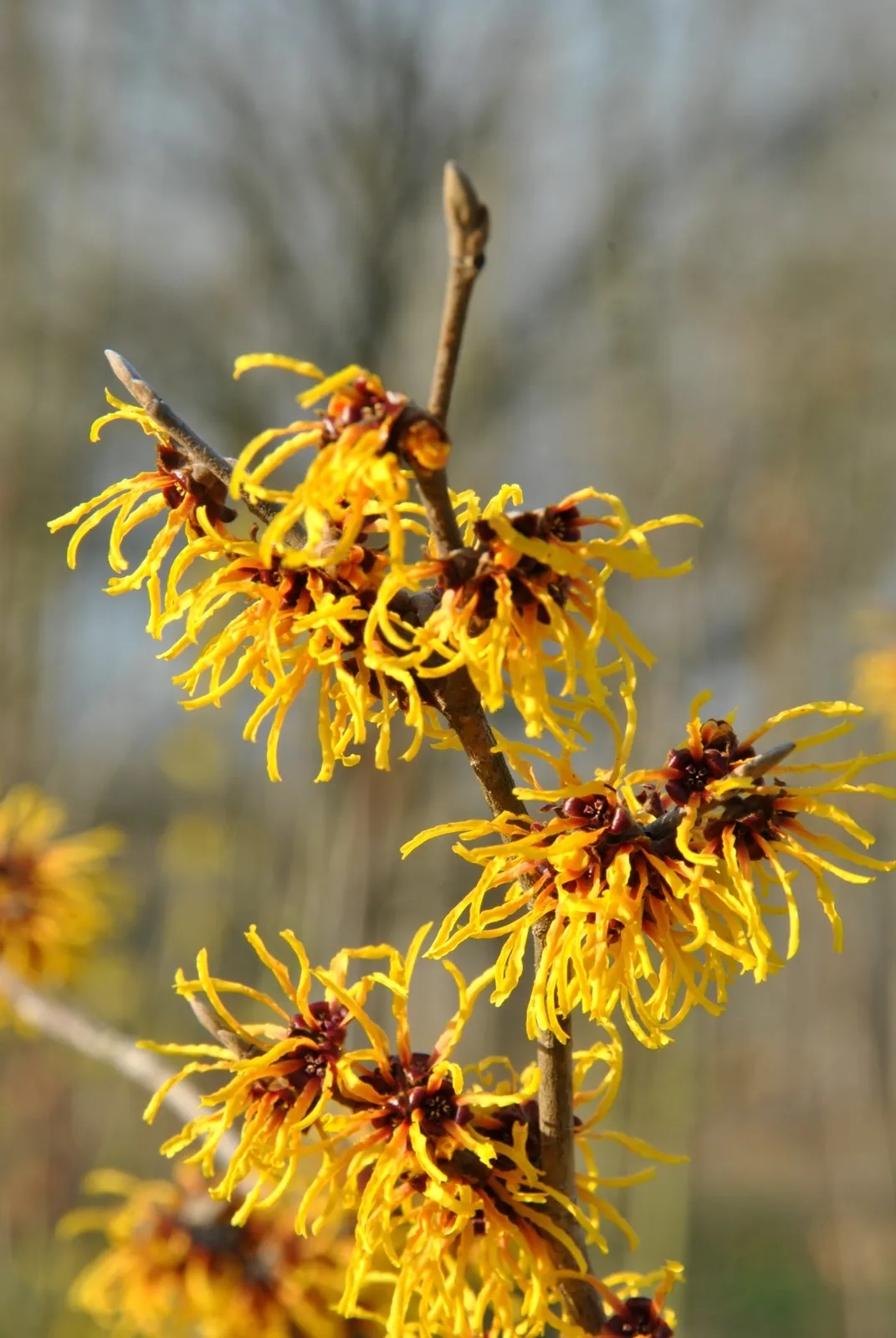 Hamamelis — katalog fotoğrafı