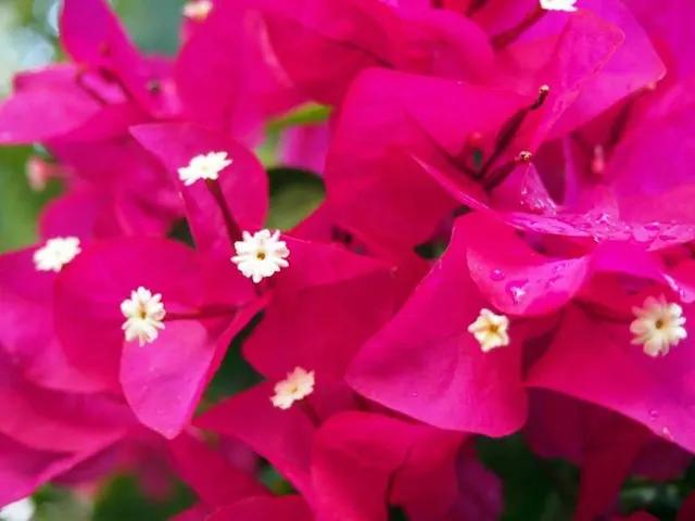 Bougainvillea × buttiana ‘Barbara Karst’ — katalog fotoğrafı