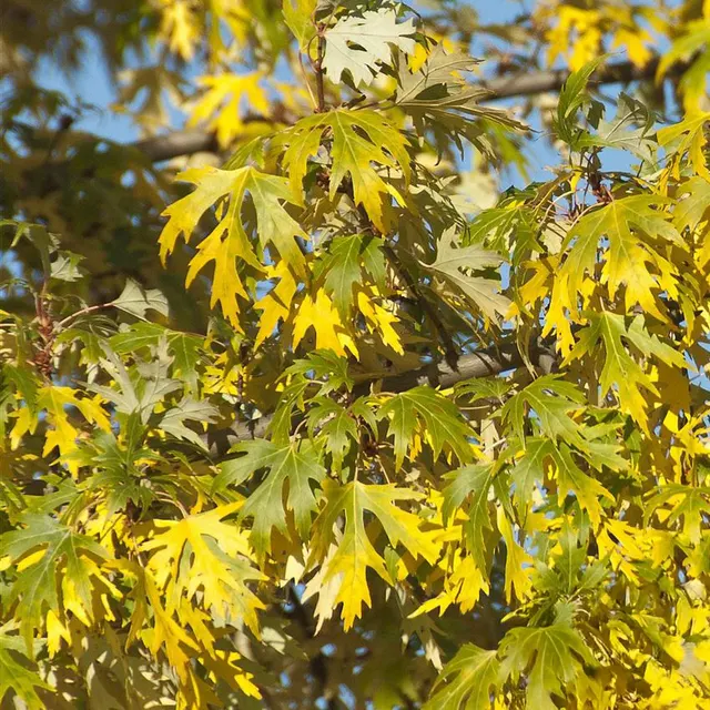 Acer saccharinum ‘Laciniatum Wieri’ — katalog fotoğrafı