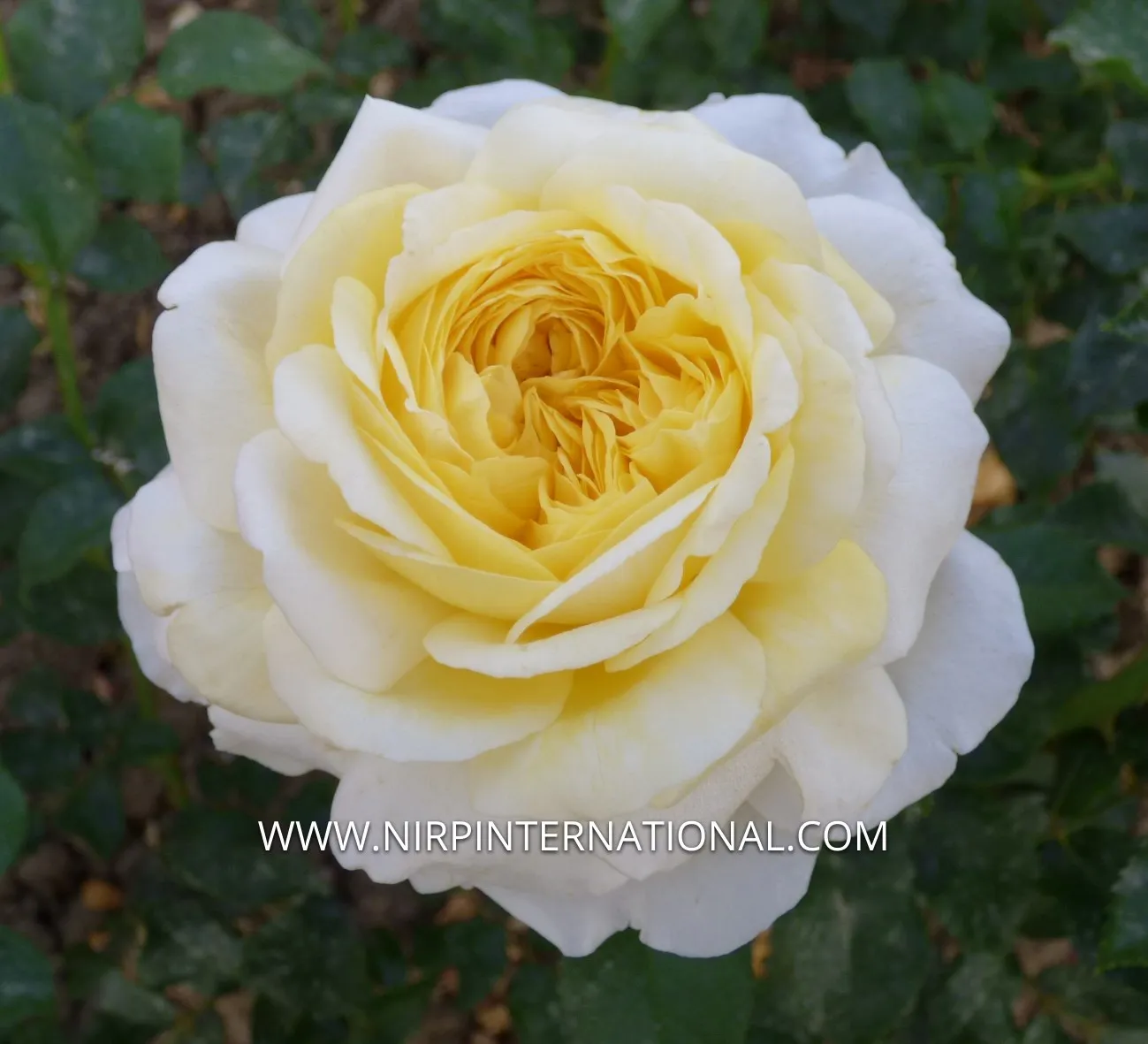 ROSE DE BRETAGNE® — katalog fotoğrafı