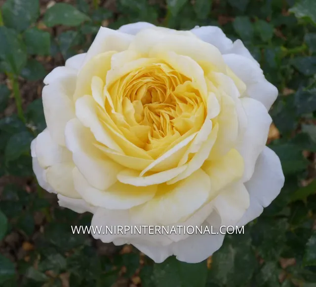 ROSE DE BRETAGNE® — katalog fotoğrafı