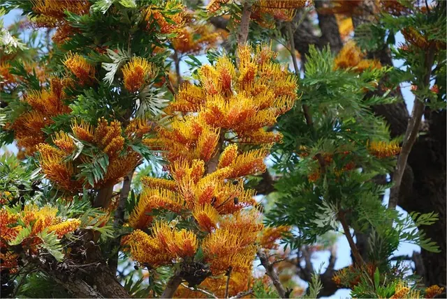 Grevillea robusta — katalog fotoğrafı