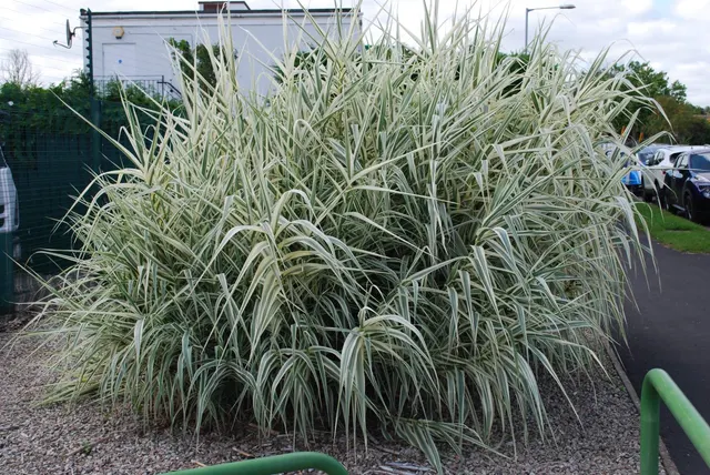 Arundo donax ‘Variegata’ — katalog fotoğrafı