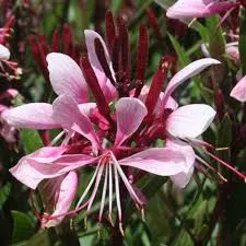 Gaura lindheimeri ‘Coccinea’ — katalog fotoğrafı