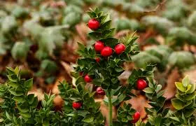 Ruscus aculeatus — katalog fotoğrafı