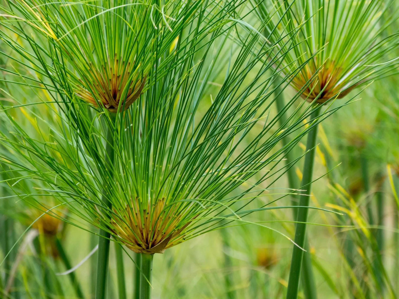 Cyperus papyrus — katalog fotoğrafı