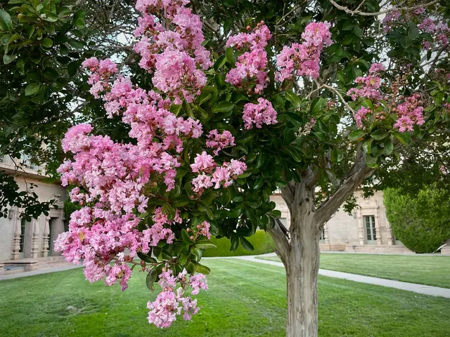 Lagerstroemia indica — katalog fotoğrafı