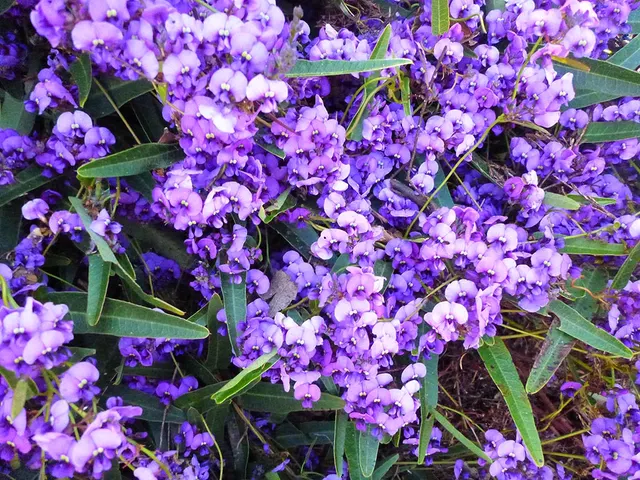 Hardenbergia violacea — katalog fotoğrafı