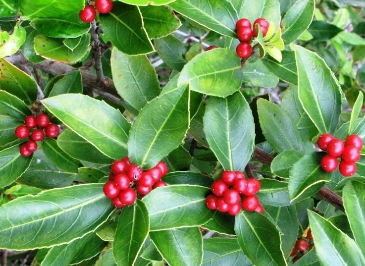 Rhamnus alaternus — katalog fotoğrafı