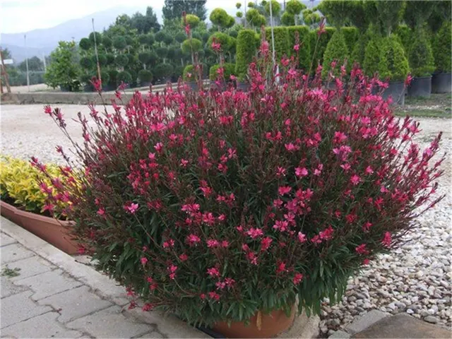 Gaura lindheimeri ‘Siskiyou Pink’ — katalog fotoğrafı