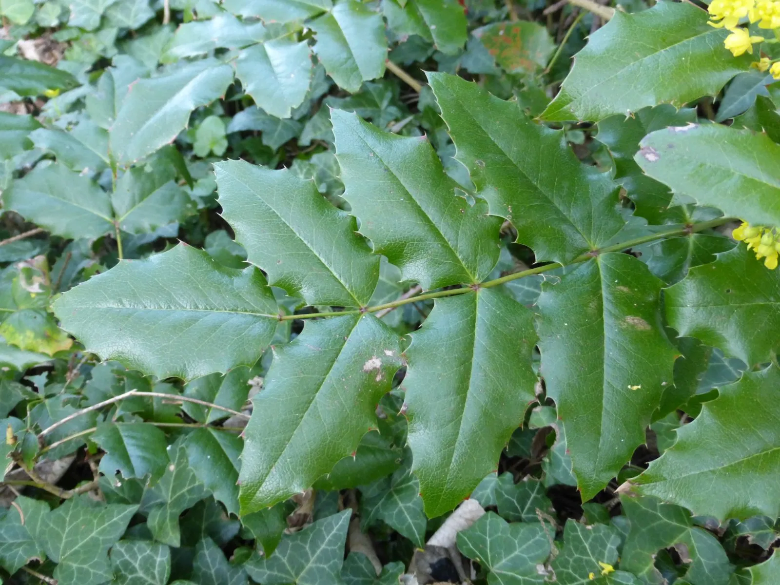 Mahonia aquifolium — katalog fotoğrafı
