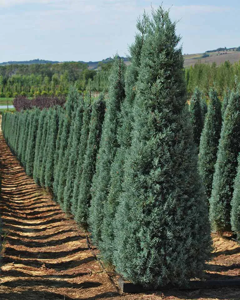 Cupressus arizonica ‘Fastigiata’ — katalog fotoğrafı