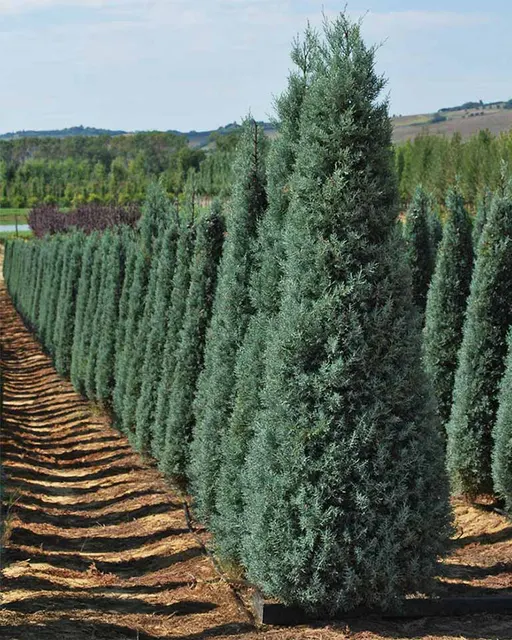 Cupressus arizonica ‘Fastigiata’ — katalog fotoğrafı