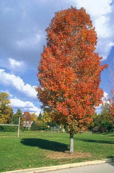 Acer rubrum ‘Scanlon’ — katalog fotoğrafı