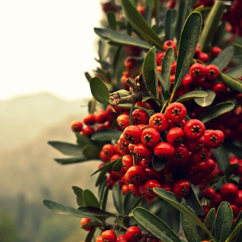 Pyracantha ‘Mohave’ — katalog fotoğrafı