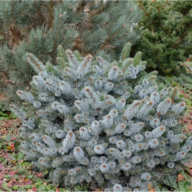 Picea sitchensis ‘Silberzwerg’ — katalog fotoğrafı