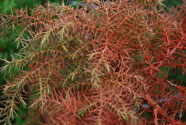 Cryptomeria japonica ‘Elegans’ — katalog fotoğrafı
