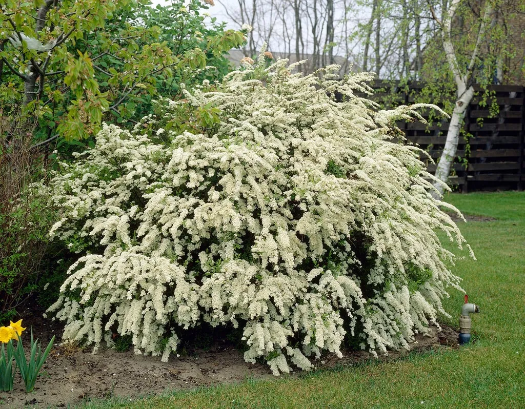Spiraea × vanhouttei — katalog fotoğrafı