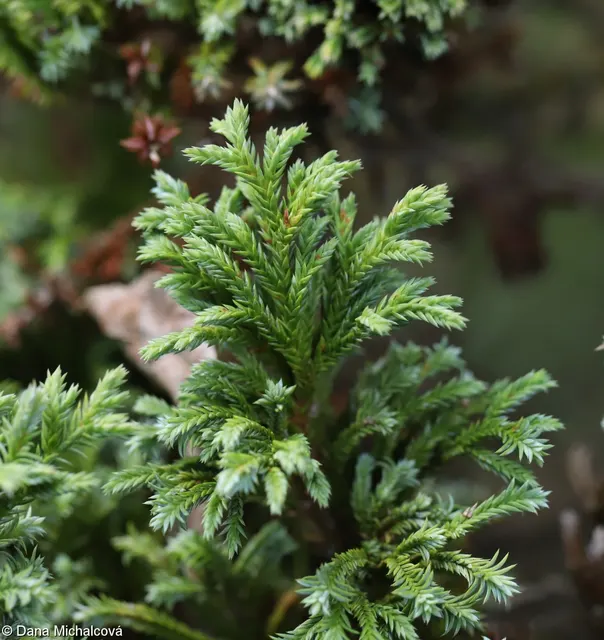 Chamaecyparis pisifera — katalog fotoğrafı
