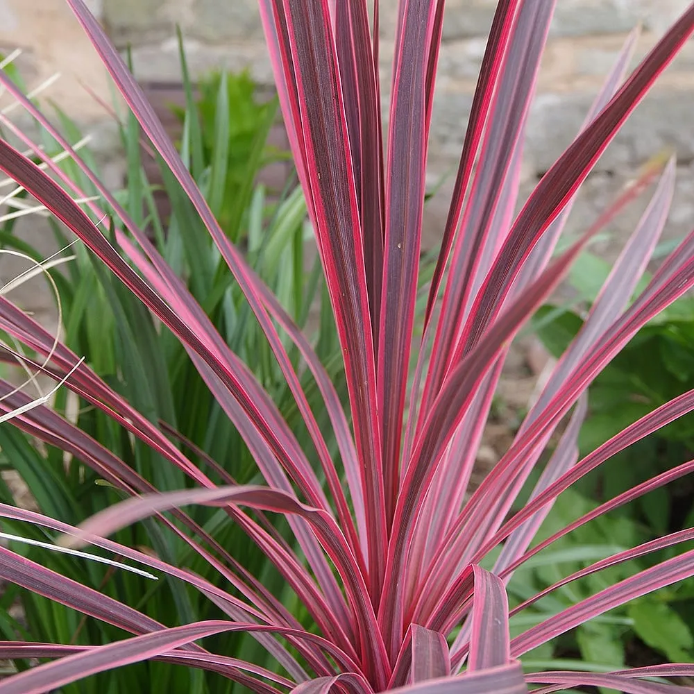 Cordyline australis ‘Charlie Boy’ — katalog fotoğrafı