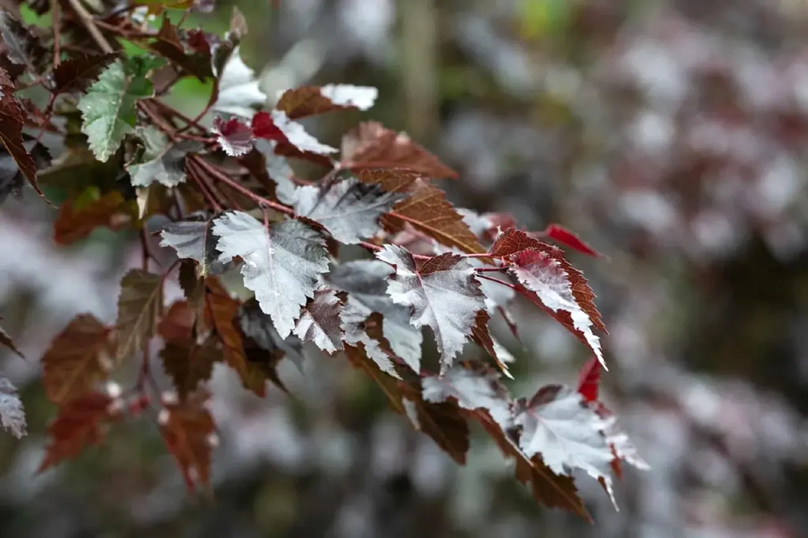Betula pendula ‘Crimson Frost’ — katalog fotoğrafı