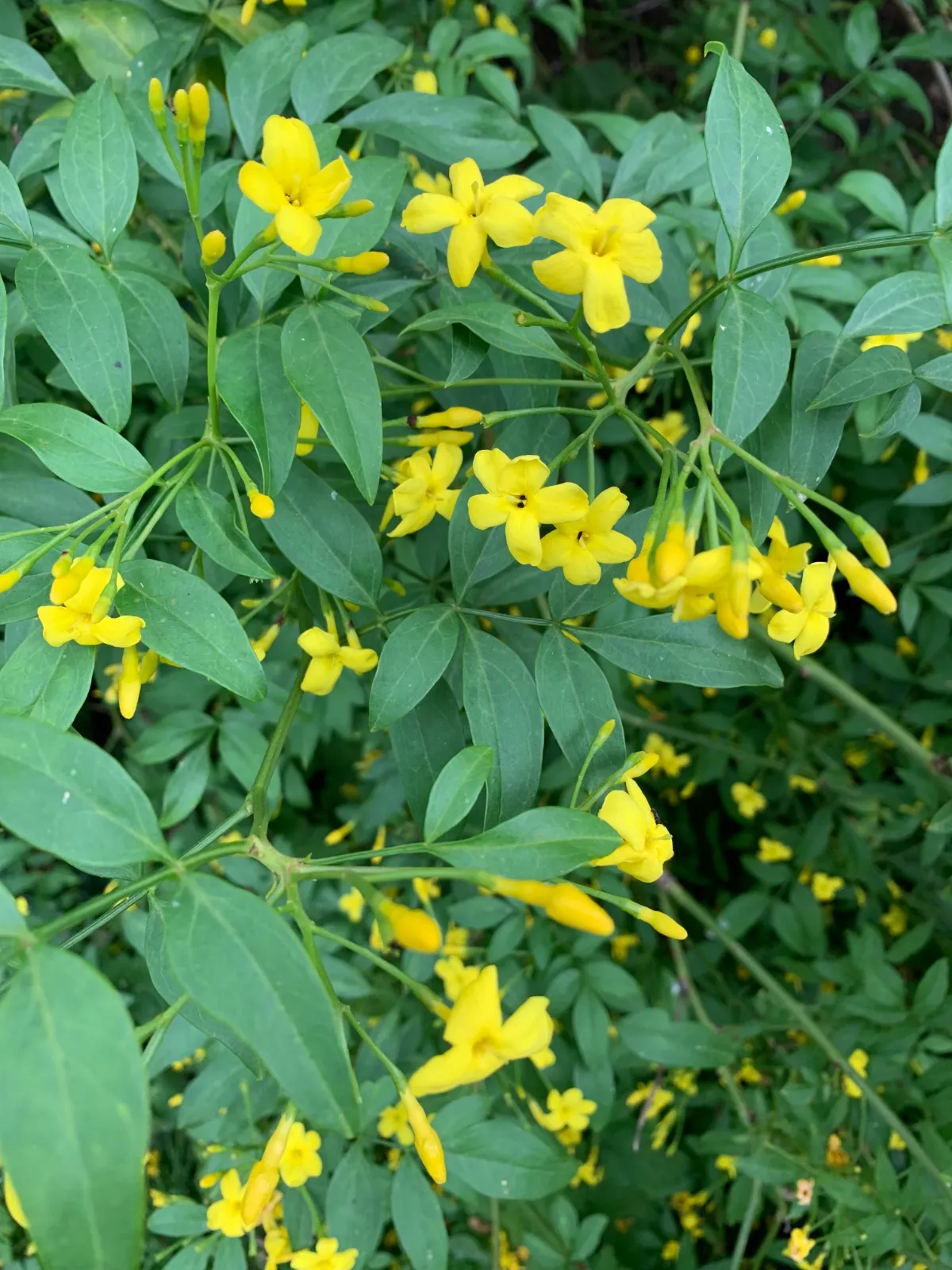 Jasminum humile — katalog fotoğrafı