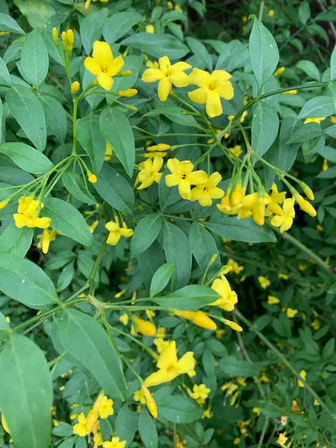 Jasminum humile — katalog fotoğrafı