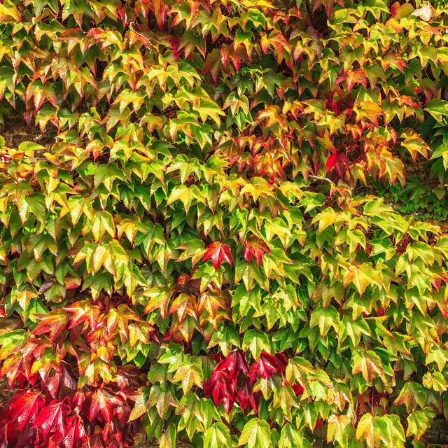 Parthenocissus tricuspidata ‘Veitchii’ — katalog fotoğrafı