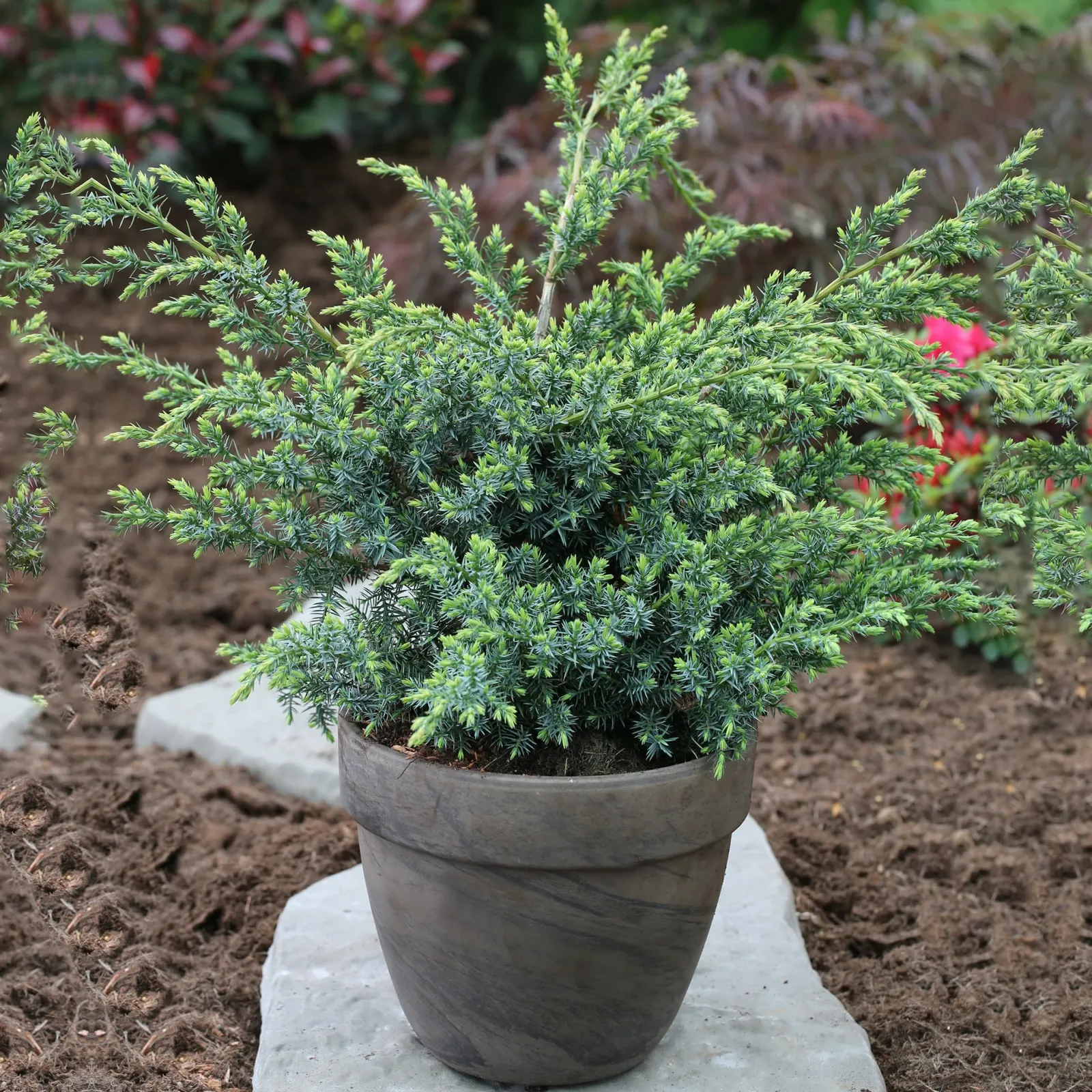 Juniperus chinensis ‘Blue Alps’ — katalog fotoğrafı