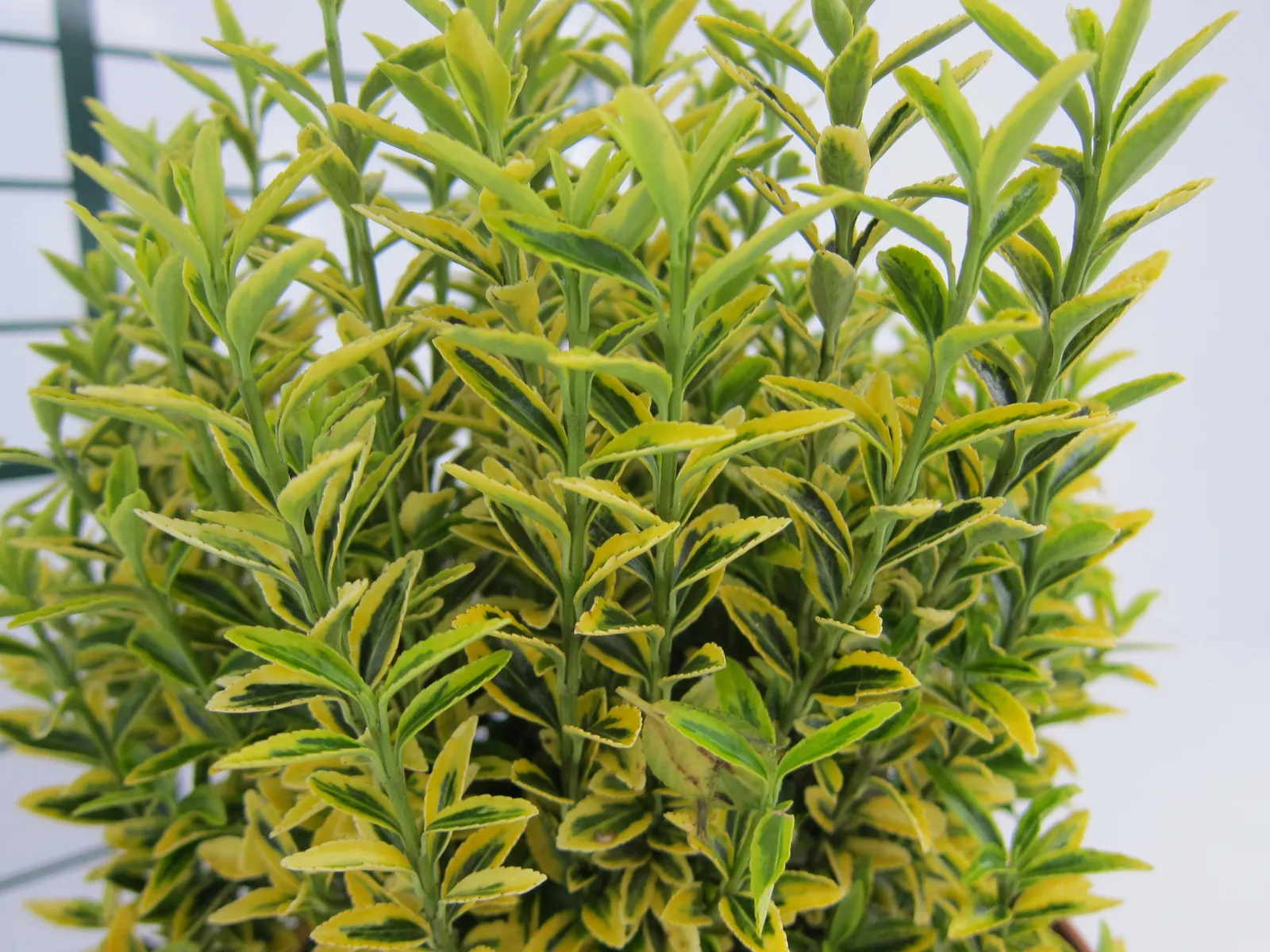 Euonymus pulchellus ‘Aureovariegatus’ — katalog fotoğrafı