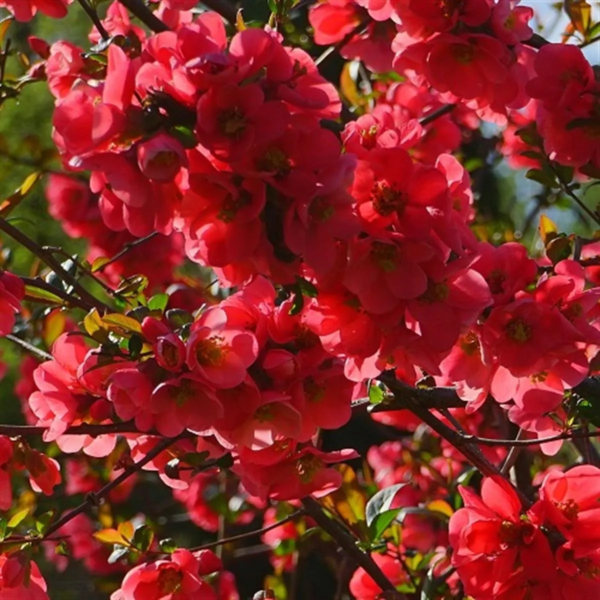 Chaenomeles speciosa ‘Rubra’ — katalog fotoğrafı