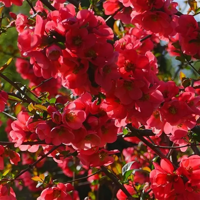 Chaenomeles speciosa ‘Rubra’ — katalog fotoğrafı