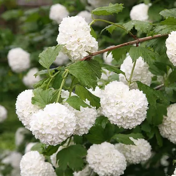 Viburnum opulus ‘Roseum’ — katalog fotoğrafı