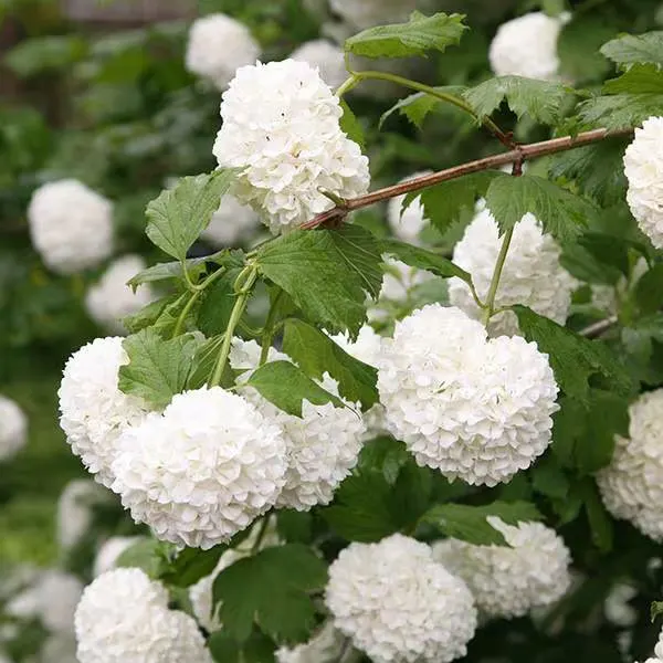 Viburnum opulus ‘Roseum’ — katalog fotoğrafı