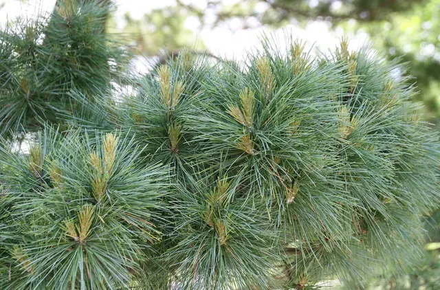 Pinus strobus ‘Nana’ — katalog fotoğrafı