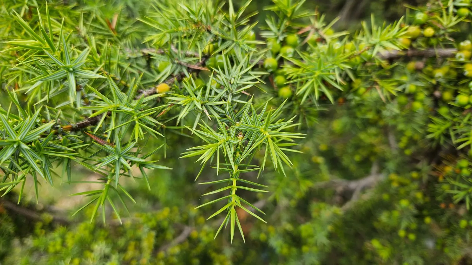 Juniperus oxycedrus — katalog fotoğrafı