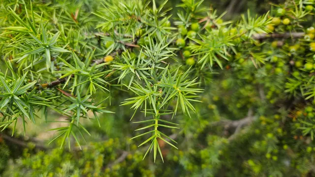 Juniperus oxycedrus — katalog fotoğrafı