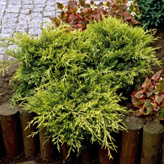 Juniperus × media ‘Old Gold’ — katalog fotoğrafı