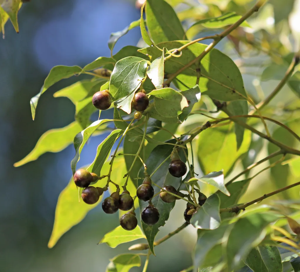 Cinnamomum camphora — katalog fotoğrafı